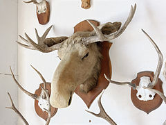 Tête d'élan et bois de cervidés préparés en trophées de chasse, au château de Tanlay, en France.