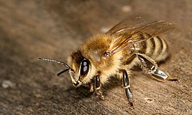 Krainilainen mehiläinen (Apis mellifera carnica)