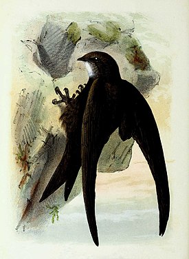 Чёрный стриж, иллюстрация 1873 года
