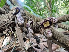 Aristolochia cathcartii.jpg