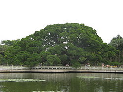 福州国家森林公園の大ガジュマル