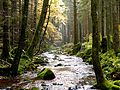 Stream in the upper Murg valley near Baiersbronn