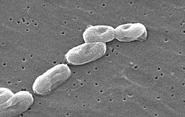 Burkholderia cepacia.jpg