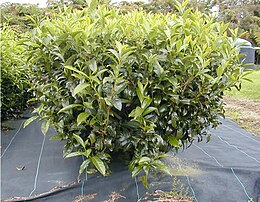 Kininis arbatmedis (Camellia sinensis)