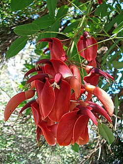 Kukonkorallipuu (Erythrina crista-galli)