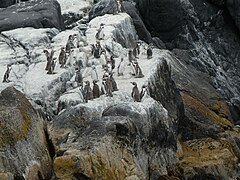 Colonia de pingüinos de Humboldt.