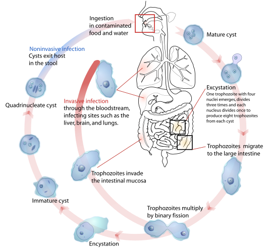 Жизненный цикл дизентерийной амёбы (Entamoeba histolytica)