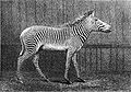Type specimen used by Émile Oustalet in 1882 to first described Equus grevyi, i.e. the zebra given to Jules Grévy, then president of France, by the government of Abyssinia.