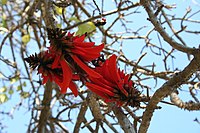 Erythrina lysistemon