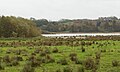 Grågæs på nordsiden af Årslev Engsø