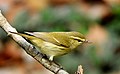 Greenish Warbler