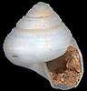 a white turbinate shell