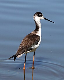 Svartkronestylteløpar, Himantopus mexicanus, i California Foto: J.T. Storey