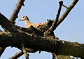 Streptopelia turtur