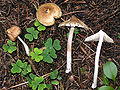 Inocybe rimosa