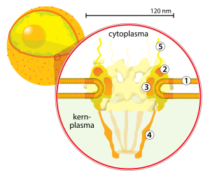 Dwarsdoorsnede van een kernporie. (1) kernmembraan, (2) ringstructuur die de basis vormt van de porie, (3) tussenspaken, (4) korf en (5) de cytoplasmafilamenten.