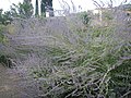 Лаванда колоскова (Lavandula spica)