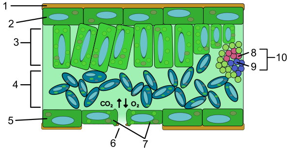 Diagram of leaf internal