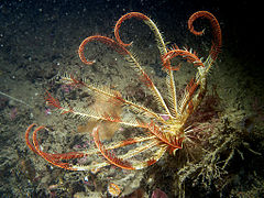 Leptometra celtica, une espèce européenne des eaux froides de l'Atlantique nord.