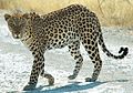 Leopard din Parcul Național Etosha