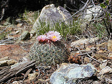 Pediocactus simpsonii