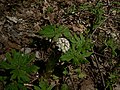 Petasites frigidus