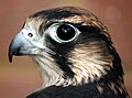 Kljukast kljun: sokol selec (Falco peregrinus)