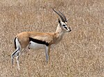 Thomson-Gazelle im Gras seitlich