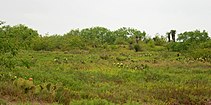 Tamaulipan thornscrub, State Highway 4, Cameron County, Texas (11 April 2016)