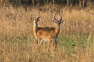 two males Uganda