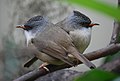 Yuhina nigrimenta (cat.)