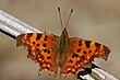 Polygonia c-album