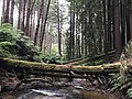 Great Otway National Park