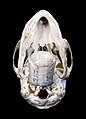 Vue de l'os hyoïde - Muséum de Toulouse