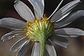 Anthemis arvensis