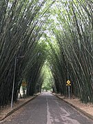 Bamboo Canopy, Ibirapuara Park, Sao Paulo.jpg