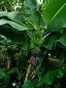 Banana Tree 01.jpg