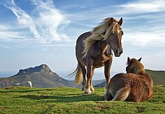 最優秀賞 : 2頭の馬。バスク国ギプスコア県オイアルツンのBianditz山にて。後方に見えるのはアイアコ・アリア山。 Mikel Ortega/Richard Bartz (CC-BY-SA-2.0)