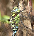 head and thorax, male