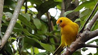 Canario especie nativa Melgar Tolima - panoramio.jpg