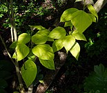 Hojas verticiladas de la catalpa.