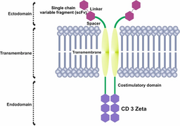 Chimeric antigen receptor CAR structure.webp