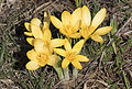 Crocus chrysanthus (F)