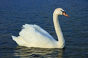 A mute swan taken at Vaires lake.