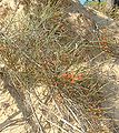 Ephedra distachya