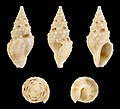 * Nomination Shell of a Pseudomelatomid, Epidirona quoyi --Llez 17:23, 13 June 2018 (UTC) * Promotion Good quality. --Peulle 19:20, 13 June 2018 (UTC)