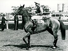 Flight 1946 VRC LKS Mackinnon Stakes Flemington Racecourse Jockey Jack O'Sullivan Trainer Frank Nowland.jpg