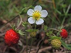 Fragaria vesca (41503723130).jpg