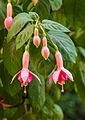 Fuchsia 'Geesche'.