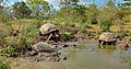 Galapagos-Hüünenskildpudden ap dät Galápagos-Ailound Santa Cruz